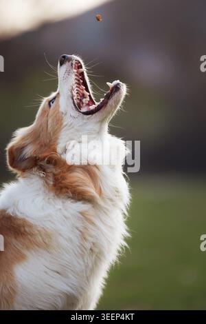 Un chien Border Collie regarde vers le haut avec la bouche ouverte à l'extérieur. Posture expressive et arrière-plan doux créent une atmosphère de portrait canin émotionnel. Banque D'Images