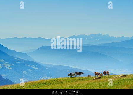 Un paysage serein de vaches qui paissent dans une prairie verdoyante Banque D'Images