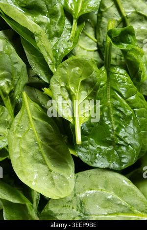 Des feuilles d'épinards verts frais de près. Banque D'Images
