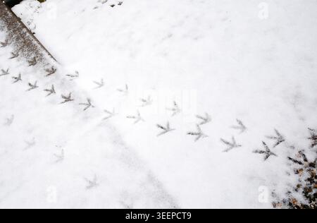 Empreintes de pas d'oiseaux dans la neige fraîche montrant leur chemin à travers une zone de parc pendant l'hiver. Banque D'Images