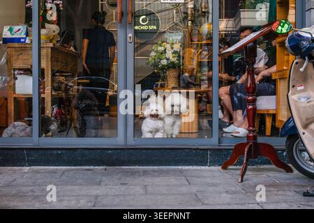 Deux petits chiens blancs regardant depuis une entrée de spa sur une rue vietnamienne Banque D'Images