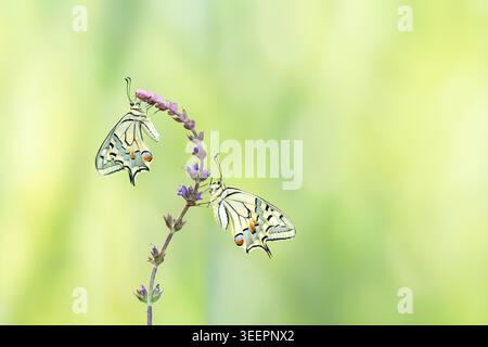 Deux papillons à queue d'araignée de l'ancien monde reposant sur des fleurs sauvages violettes sur un fond vert doux Banque D'Images