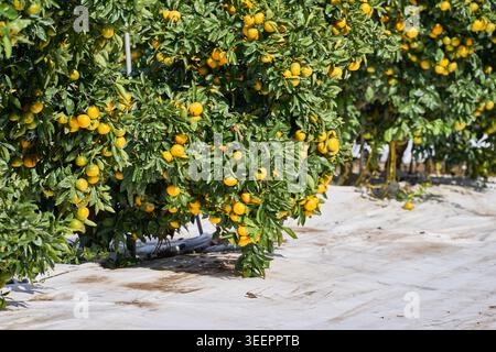 Un verger de mandarines ensoleillé avec couvre-sol Tyvek blanc. Le film réfléchissant améliore la douceur des fruits oranges denses et brillants sur les arbres verts. Banque D'Images