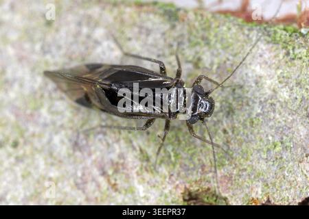 Une espèce de couleur noire Tomostethus nigritus de Psocidae. Famille de barklice dans l'ordre Psocodea (anciennement Psocoptera). Banque D'Images