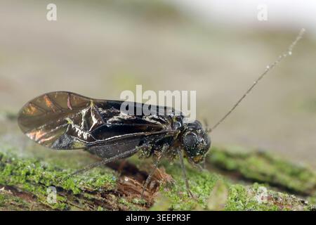 Une espèce de couleur noire Tomostethus nigritus de Psocidae. Famille de barklice dans l'ordre Psocodea (anciennement Psocoptera). Banque D'Images