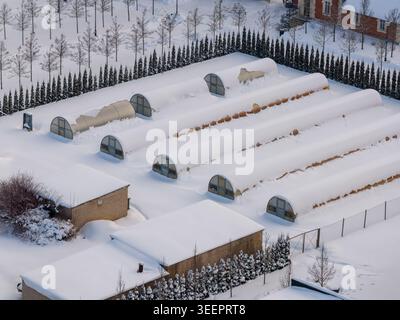Vue aérienne de serres voûtées couvertes de neige abondante à côté de petits bâtiments et rangées de conifères en Lituanie. Banque D'Images
