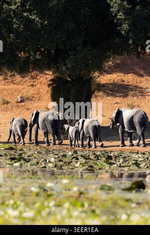 Troupeau d'éléphants d'Afrique à Edge of Lily Covered Pan Banque D'Images