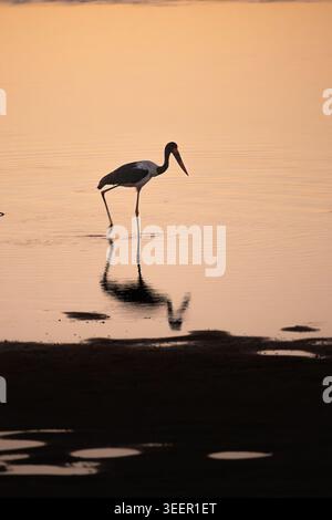 Chasse à la cigogne à bec de selle dans les eaux peu profondes au crépuscule Banque D'Images