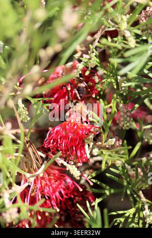 Abeille européenne (Apis mellifera) collectant le nectar de la fleur de grevillea, Australie méridionale Banque D'Images