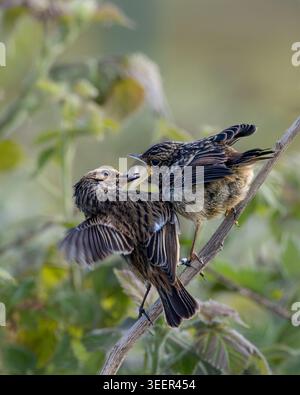 Deux juvéniles Stonechats européens (Saxicola rubicola) récemment envolés se perchent près l'un de l'autre sur une tige de ronce dans une interaction animée, les bouches ouvertes et Banque D'Images