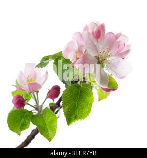 Fleur de pomme de printemps isolé sur fond blanc. Branche de pommier fleuri avec des fleurs roses et blanches et des feuilles vertes. Masque Banque D'Images