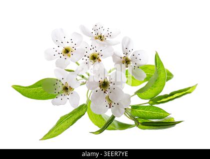 Fleurs de poire isolées sur fond blanc. Branche de poire fleurie avec fleurs blanches et feuilles vertes au printemps. Masque Banque D'Images