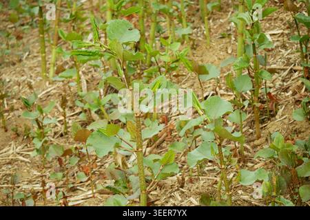 Knotweed plantes dangereuses envahissantes Reynoutria Fallopia japonica Sakhalin tige japonaise, et des espèces expansives de feuilles, de feuilles et de fruits, provient Banque D'Images