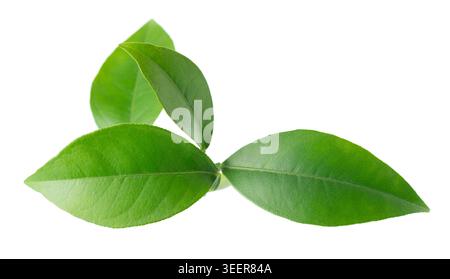 Feuilles d'agrumes vertes isolées sur fond blanc. Branche de feuilles de citron fraîches. Masque Banque D'Images