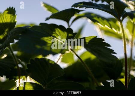semis de fraises avec des feuilles vertes avant la plantation dans le champ, un grand nombre de pousses de fraises douces poussant ensemble par temps chaud et b Banque D'Images
