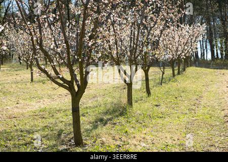 Rangées d'abricotiers en fleurs au printemps. Banque D'Images