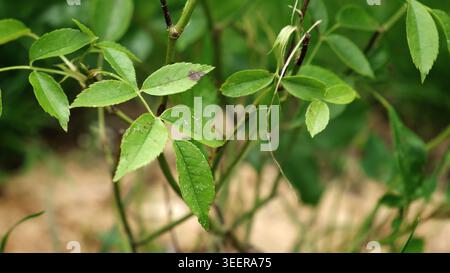 Gros plan feuilles de rose couvertes de taches noires signes de maladie et de stress environnemental. Hanche rose endommagée. Problèmes de jardin. Soin des plantes. Maladie fongique Banque D'Images