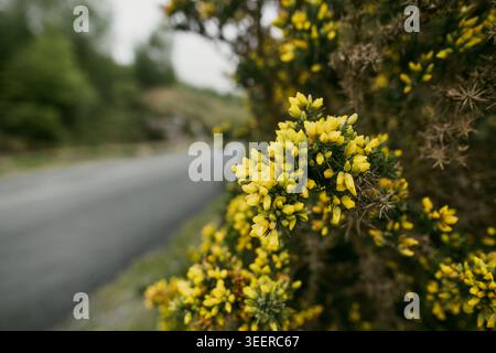 Gros plan d'une gorse commune en fleurs à côté d'une route tranquille dans le parc national de Wicklow, Irlande. Image de la nature printanière sur les plantes sauvages indigènes et cou saisonnier Banque D'Images