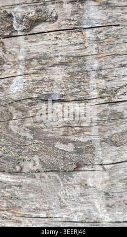 Plan détaillé de bois altéré. Présente des motifs complexes, des textures brutes et des couleurs neutres. Se concentre sur les détails des matériaux et la composition naturelle. SP Banque D'Images