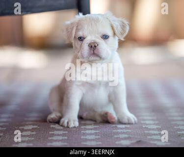 Chiot bouledogue français aux yeux bleus assis sur un tapis et regardant la caméra Banque D'Images