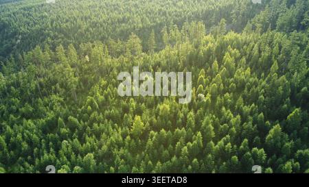 Haute montagne Tatras vue aérienne sur la forêt Banque D'Images