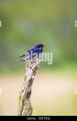 Une hirondelle colorée de grange perche sur une branche altérée sur un fond bokeh vert lisse, affichant des plumes bleues irisées et une gorge rouillée Banque D'Images