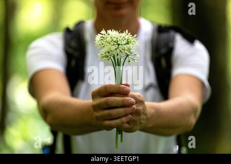 Un magnifique gros plan d'une randonneuse tenant dans ses mains un bouquet délicat de fleurs d'ail sauvage blanc dans une forêt alpine. Banque D'Images