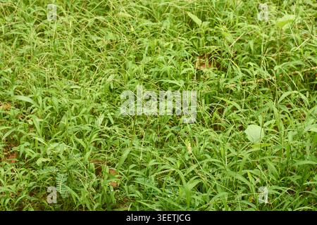 herbe sauvage verte dense et mauvaises herbes dans le fond de texture plein cadre, concept environnemental dans le flou Banque D'Images