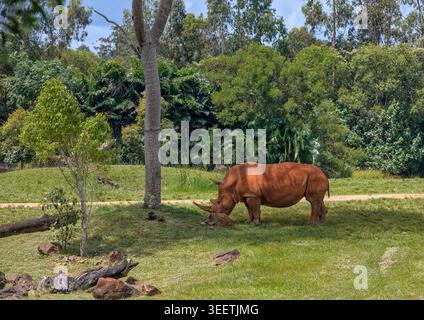 Rhinocéros pâturant dans un habitat naturaliste Banque D'Images