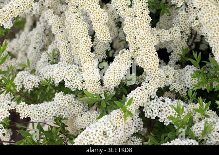 Branches luxuriantes de Spiraea cinerea en fleurs avec de denses grappes de minuscules pétales blancs. Belle plante décorative dans le parc printanier sous la lumière du jour. Banque D'Images