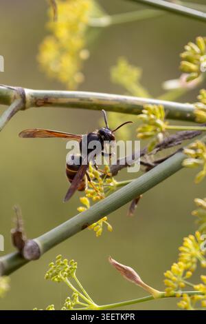 Frelon asiatique Vespa velutina pollinisant des fleurs de fenouil jaune Banque D'Images
