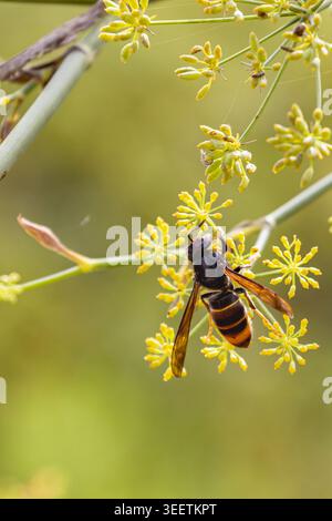 Macro gros plan de la Vespa velutina Asian Hornet sur les fleurs jaunes sauvages Banque D'Images