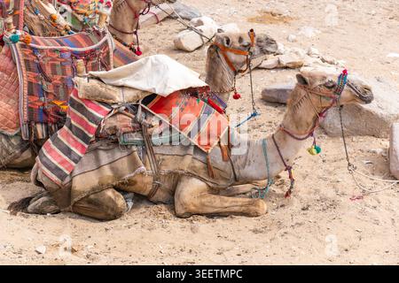 Chameaux avec des selles colorées sur sable, attendant les voyageurs près des pyramides de gizeh, représentant le transport du désert et le tourisme en egypte Banque D'Images