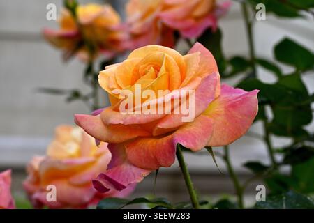 Belle fleur rose jaune en gros plan Banque D'Images