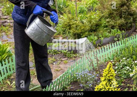 Jardinier arrosant des fleurs dans le jardin arrière. Personne portant des gants eaux des fleurs colorées et des arbustes avec un arrosoir en métal dans un jardin luxuriant Banque D'Images