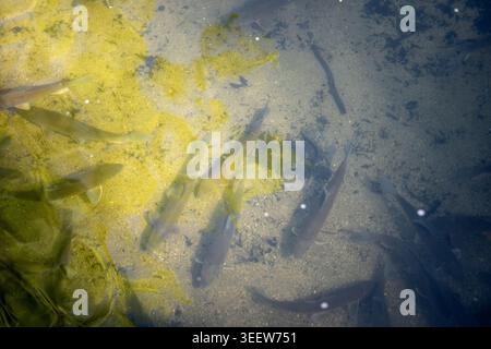 L'eau claire coule sur le gravier et les pierres. La truite argentée nage sous une surface douce et ensoleillée. Les poissons glissent naturellement à travers le ruisseau frais de montagne. N Banque D'Images