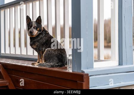 Serein Australian Dog Watches nage calmement. Tranquille chien de la maison australienne reposant tranquillement sur un banc en bois surplombant Marsh en automne Banque D'Images