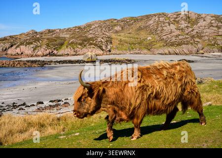Vaches Highland sur la plage de Fionnphort, île de Mull, Argyll et Bute, Écosse, Royaume-Uni Banque D'Images