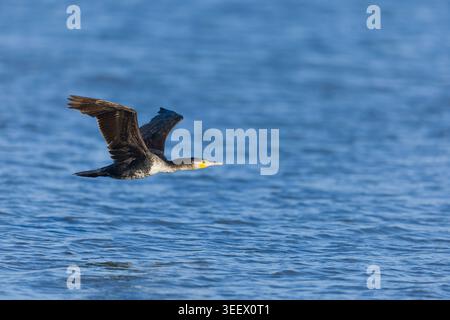 Grand cormoran Phalacrocorax carbo, vol immature, Suffolk, Angleterre, avril Banque D'Images