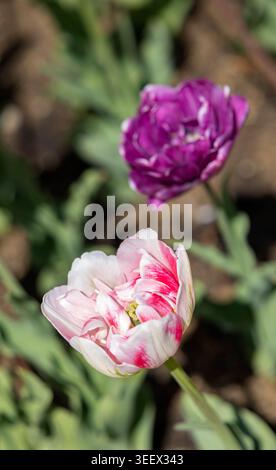 Délicates tulipes doubles roses et violettes fleurissant sous la lumière du soleil à Prague, en Tchéquie Banque D'Images