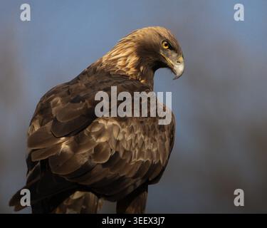 Gros plan d'un aigle doré de la poitrine vers le haut, mettant en évidence les plumes dorées sur son cou et sa poitrine puissante. Portrait détaillé d'oiseau de proie. Banque D'Images