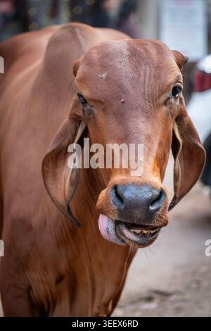 Sainte vache souriante dans la ville Banque D'Images