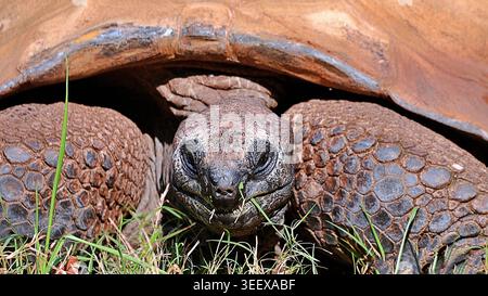 Photo macro détaillée d'une énorme tortue d'Aldabra regardant vers l'avant tout en mâchant de l'herbe verte, montrant des écailles texturées sous sa coquille épaisse. Banque D'Images