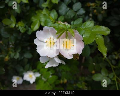 Une belle paire de fleurs de rose de chien sauvage (Rosa canina) avec des pétales rose pâle et des étamines jaune vif fleurissant sur un arbuste vert au printemps. Banque D'Images