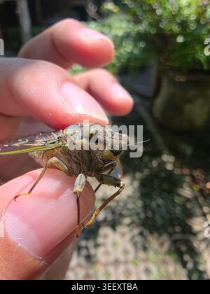 Gros plan vue macro photo montrant les doigts de la personne tenant doucement un grand insecte cigale avec des ailes détaillées à l'extérieur de jardin ensoleillé expressi Banque D'Images