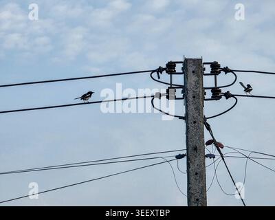 Petit oiseau perché sur un fil de haute puissance près d'un poteau utilitaire en béton sous un ciel bleu vif avec un nuage doux se sentant calme et paisible tandis que l'électricité flo Banque D'Images
