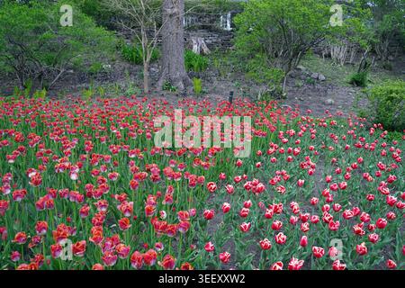 Un large lit de tulipes rouges et roses éclore sur une colline paysagée à Ottawa Banque D'Images