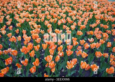 Un lit dense et vibrant de tulipes orange vif fleurit en pleine exposition pendant le Festival canadien des tulipes à Ottawa Banque D'Images