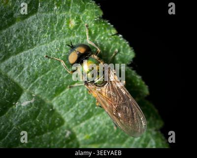 Vue macro d'une mouche soldat vert métallique vif Chloromyia formosa Stratiomyidae assis sur une feuille verte en été. Banque D'Images