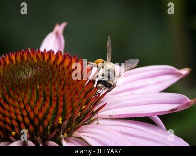 Abeille mellifera Apis mellifera se nourrit de coneflower pourpre centre Echinacea Une abeille mellifera occidentale se nourrit du centre rouge orangé épineux d'une purp Banque D'Images